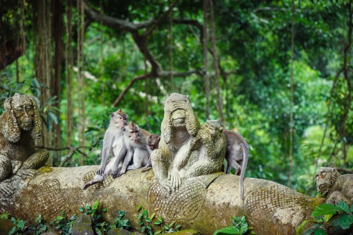 Ubud foresta scimmie delle sangeh monkeys templi wisata hutan monyet wanderlust traveladdictuk addict passeggiata obyek traveldigg massage waterfall tegenungan kintamani