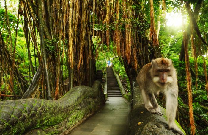 Monkey forest ubud