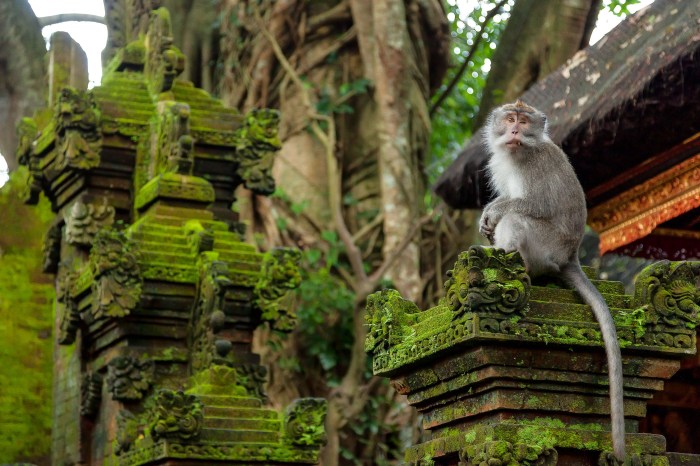 Monkey forest ubud